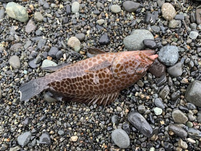 昼マズメ×ショアエビングで×ボウズ逃れ 昼マズメ×ショアエビングで×ボウズ逃れ