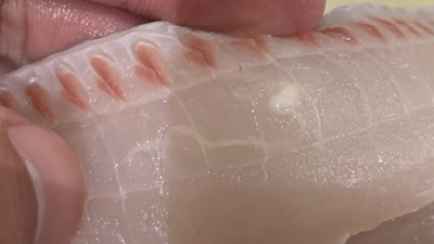 宿命なのか❗️×良型タチウオに限って×寄生虫(´・ω・`) 宿命なのか❗️×良型タチウオに限って×寄生虫(´・ω・`)