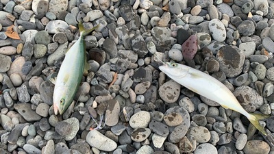青物×ダブル×ダブル!(^^)! 青物×ダブル×ダブル!(^^)!
