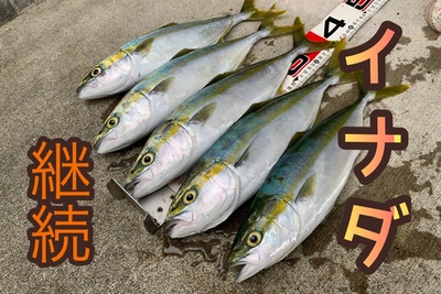 イナダ❗️×釣果継続!×出勤前釣行(=´∀`) イナダ❗️×釣果継続!×出勤前釣行(=´∀`)
