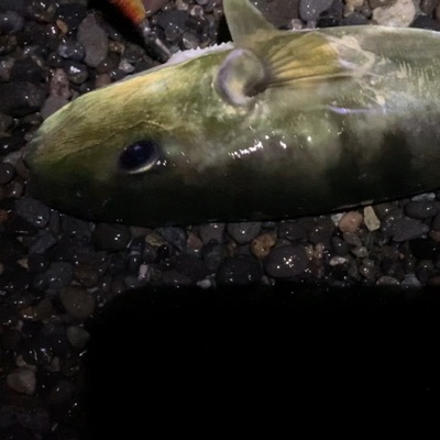 浜タチ×ヘキサー×ハーセン効果あり(((´∀`)))ワクワク 浜タチ×ヘキサー×ハーセン効果あり(((´∀`)))ワクワク