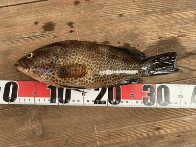 ショアジギング×オオモンハタ×思わず刺身に ショアジギング×オオモンハタ×思わず刺身に