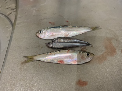 イナダ❗️×釣果継続!×出勤前釣行(=´∀`) イナダ❗️×釣果継続!×出勤前釣行(=´∀`)