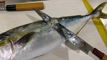 知ってた?×青物×ウロコ切り!? 知ってた?×青物×ウロコ切り!?