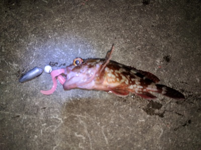 伊豆には行かず×湾奥!×カサゴ魂! 伊豆には行かず×湾奥!×カサゴ魂!