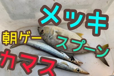 スプーン❗️カマス&メッキ×巻くだけ×釣れる( ´∀`) スプーン❗️カマス&メッキ×巻くだけ×釣れる( ´∀`)