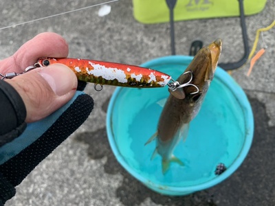 付けるだけ❗×『かんたん』×ブレードでカマス君( ´∀`)bグッ! 付けるだけ❗×『かんたん』×ブレードでカマス君( ´∀`)bグッ!