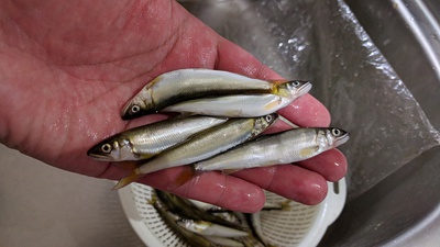 鮎×アユ×エサの釣り。 鮎×アユ×エサの釣り。