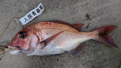 天然?×放流?×鼻の穴 天然?×放流?×鼻の穴