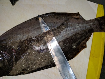 知ってた?×青物×ウロコ切り!? 知ってた?×青物×ウロコ切り!?