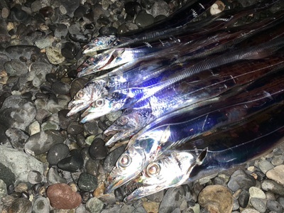 浜タチ❗️×仕事帰りに×おかず釣り(*´з`) 浜タチ❗️×仕事帰りに×おかず釣り(*´з`)