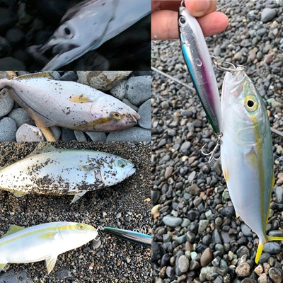 タチウオ×青物×浜は遊び場(=´∀`)b タチウオ×青物×浜は遊び場(=´∀`)b