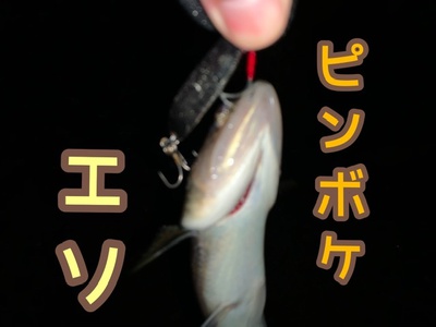 ヒラメ狙って×エソ❗️×あるある( *´艸`)ブッ ヒラメ狙って×エソ❗️×あるある( *´艸`)ブッ