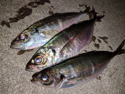 はさみ跡×ガーグリップ×アジング はさみ跡×ガーグリップ×アジング