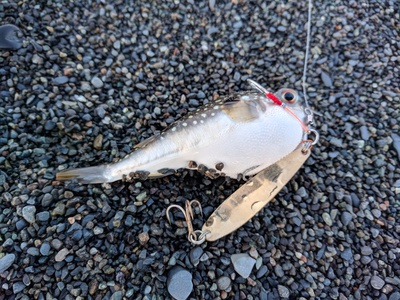 サバだ!×2019年×初青物!? サバだ!×2019年×初青物!?