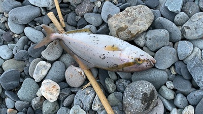 タチウオ×青物×浜は遊び場(=´∀`)b タチウオ×青物×浜は遊び場(=´∀`)b