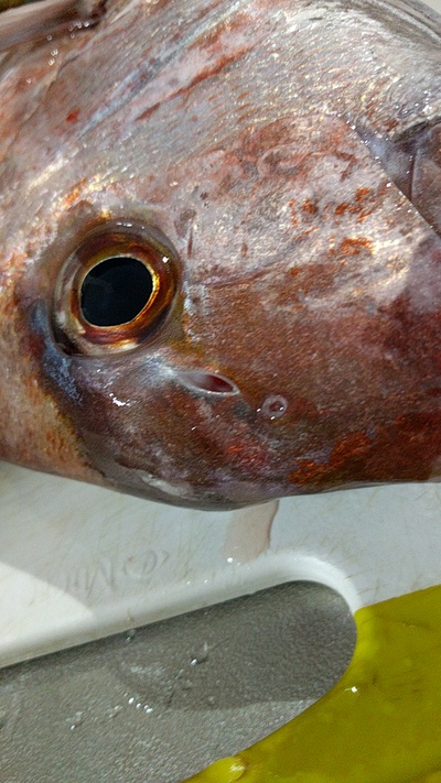 天然?×放流?×鼻の穴 天然?×放流?×鼻の穴