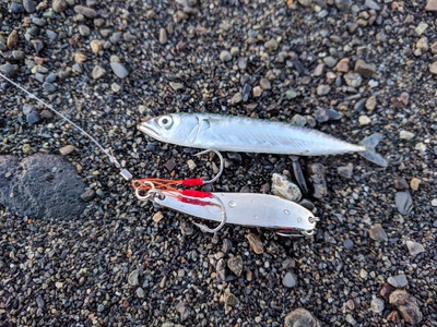 サバだ!×2019年×初青物!? サバだ!×2019年×初青物!?
