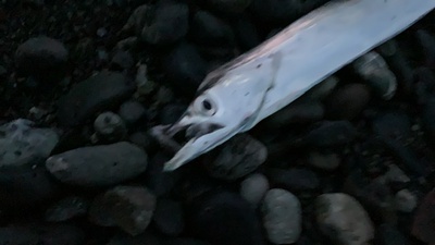 タチウオ×青物×浜は遊び場(=´∀`)b タチウオ×青物×浜は遊び場(=´∀`)b
