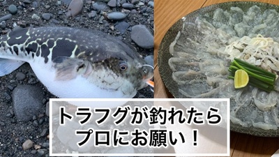 トラフグ持ち込みOK×清水にあった!×刺身で食べた( *´艸`) トラフグ持ち込みOK×清水にあった!×刺身で食べた( *´艸`)