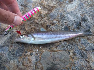 ショアジギ×まさかの!×この魚! ショアジギ×まさかの!×この魚!