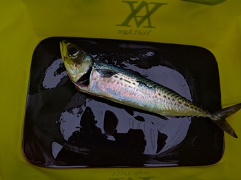 巻き網×釣れない?×7月6日の釣果 巻き網×釣れない?×7月6日の釣果