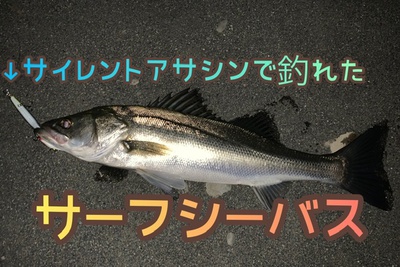 サーフシーバス❗️×今日は浜×ミノー最高(≧◇≦) サーフシーバス❗️×今日は浜×ミノー最高(≧◇≦)