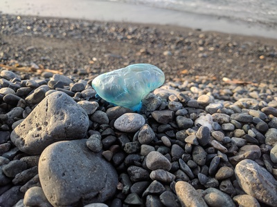 ショアジギ×まさかの!×この魚! ショアジギ×まさかの!×この魚!