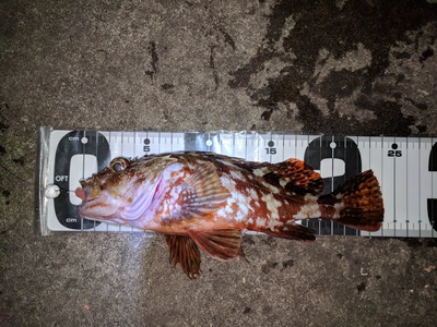 伊豆には行かず×湾奥!×カサゴ魂! 伊豆には行かず×湾奥!×カサゴ魂!
