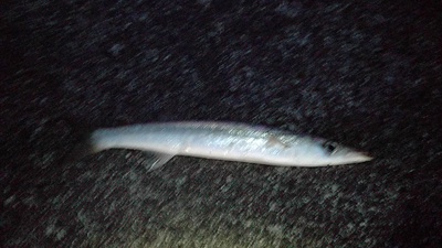 カマス×1本×なんとか釣れた(汗 カマス×1本×なんとか釣れた(汗