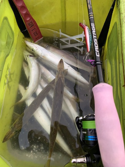 カマス沸騰!×ベイトがパニック×ミノーで応戦! カマス沸騰!×ベイトがパニック×ミノーで応戦!