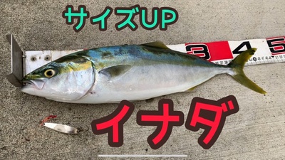 イナダでた❗️×ソルトスプーン×ショアジギング(*´▽`*) イナダでた❗️×ソルトスプーン×ショアジギング(*´▽`*)