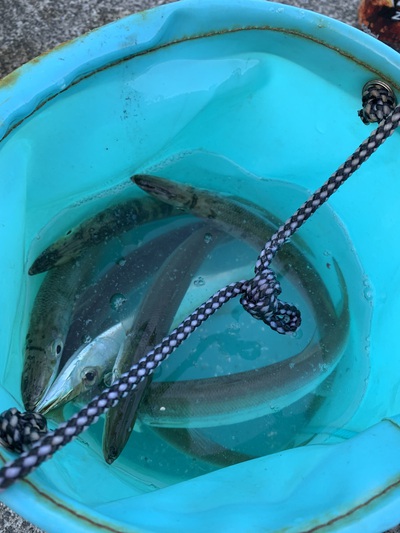 息子にルアー釣りを教える×初心者・小学生でも×カマスGET! 息子にルアー釣りを教える×初心者・小学生でも×カマスGET!