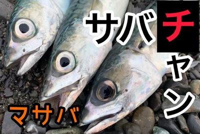 サバちゃん!×ダブルヒット!×獲りました(☝︎ ՞ਊ ՞)☝︎ サバちゃん!×ダブルヒット!×獲りました(☝︎ ՞ਊ ՞)☝︎