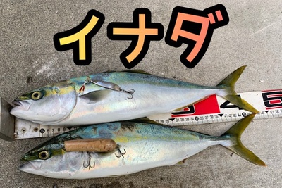 冬のイナダ❗️×プラグで×GET(*≧∀≦*) 冬のイナダ❗️×プラグで×GET(*≧∀≦*)