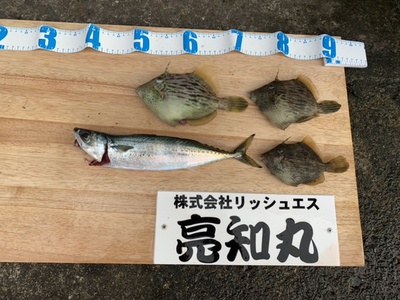 網代の貸しボートで×カワハギ釣り❗️×漕ぎ出せ亮知丸!後編( ´∀`)♪ 網代の貸しボートで×カワハギ釣り❗️×漕ぎ出せ亮知丸!後編( ´∀`)♪