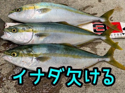 イナダ欠け3本×まだチャンス❗️×青物(*≧∀≦*) イナダ欠け3本×まだチャンス❗️×青物(*≧∀≦*)