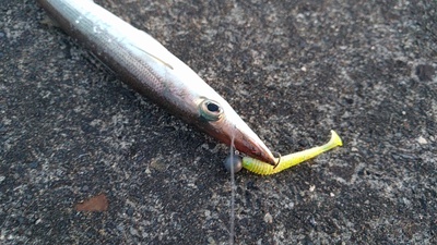 カマス×1本×なんとか釣れた(汗 カマス×1本×なんとか釣れた(汗
