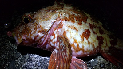 マムカサゴ×夜通し×テキサスリグ マムカサゴ×夜通し×テキサスリグ