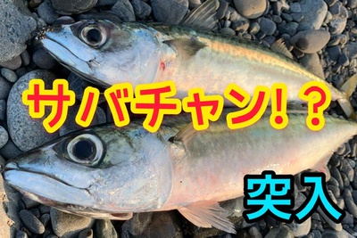 サバちゃん!×継続!×ダブルヒット(☝︎ ՞ਊ ՞)☝︎ サバちゃん!×継続!×ダブルヒット(☝︎ ՞ਊ ՞)☝︎