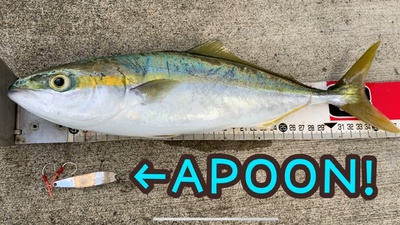 一本❗️×渋くなってきた?×青物釣れた(*´▽`*) 一本❗️×渋くなってきた?×青物釣れた(*´▽`*)
