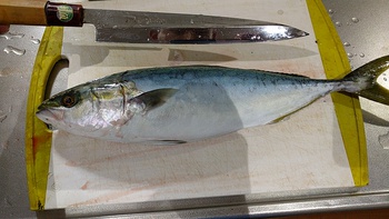 知ってた?×青物×ウロコ切り!? 知ってた?×青物×ウロコ切り!?