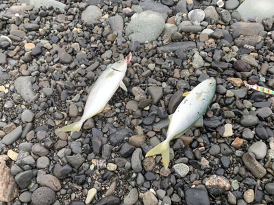 青物×釣れる×ツ抜けする(*‘ω‘ *)ヨシ 青物×釣れる×ツ抜けする(*‘ω‘ *)ヨシ