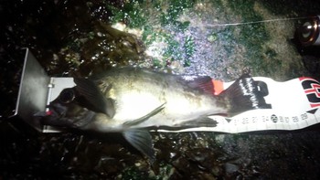 メバル×小さい×数でカバー? メバル×小さい×数でカバー?
