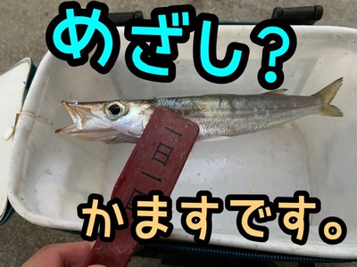 群れの入れ替わり❗️×カマス×小さくなったΣ੧(❛□❛✿) 群れの入れ替わり❗️×カマス×小さくなったΣ੧(❛□❛✿)