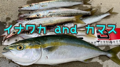 ❗️イナワカ×カマス×ルアーはコレ♪( ´θ`)ノ ❗️イナワカ×カマス×ルアーはコレ♪( ´θ`)ノ