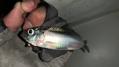 カマス好転❗️×メッキも釣れる×朝活♪( ´θ`)ノ カマス好転❗️×メッキも釣れる×朝活♪( ´θ`)ノ