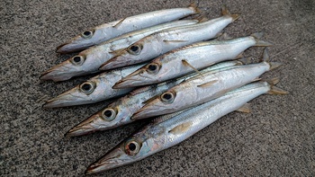 カマス×対策×釣果向上!? カマス×対策×釣果向上!?