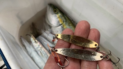 ❗️イナワカ×カマス×ルアーはコレ♪( ´θ`)ノ ❗️イナワカ×カマス×ルアーはコレ♪( ´θ`)ノ