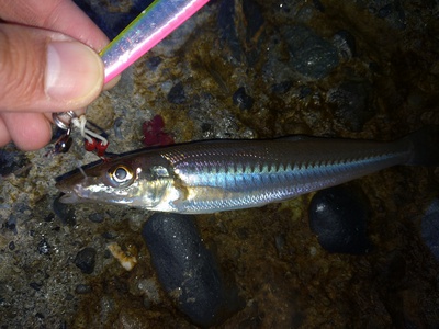 ショアジギ×まさかの!×この魚! ショアジギ×まさかの!×この魚!
